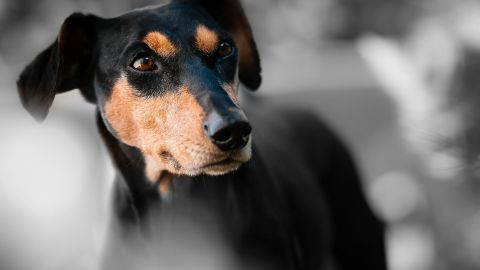 Aún no se sabe quiénes atentaron contra los animales.