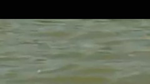 El caimán fue llamado Chance The Snapper.