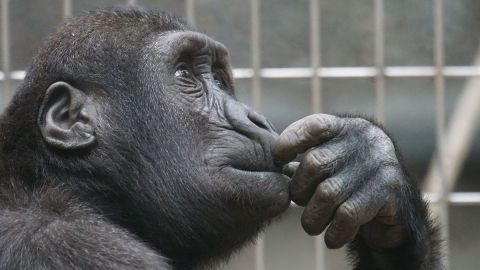 Quizás muy pronto podamos ser capaces de controlar los dispositivos con el cerebro.