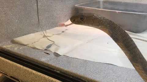 Una de las cobras incautadas