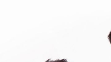 Aún no se sabe cómo, pero estos alimentos podrían estar provocando enfermedades del corazón a los perros.