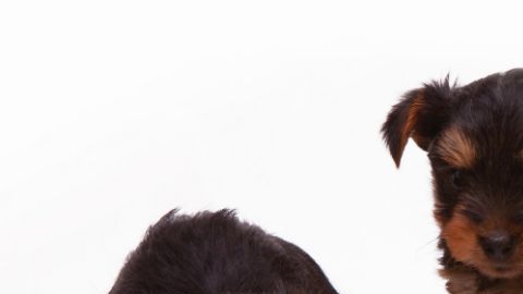 Aún no se sabe cómo, pero estos alimentos podrían estar provocando enfermedades del corazón a los perros.