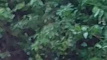 Violencia en Jalisco