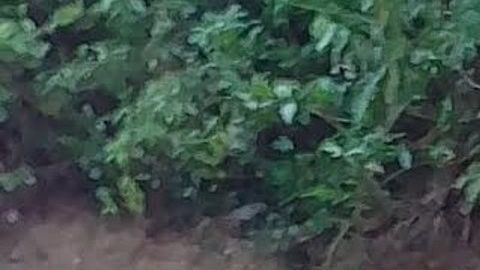 Violencia en Jalisco