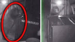 Oso intenta robar en un dispensario de marihuana.