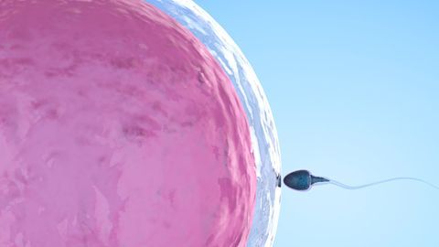 sperm with ovum