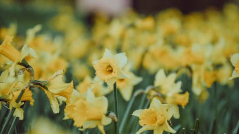 Flor de narciso.