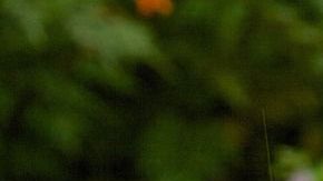 fruit-3222313_1280