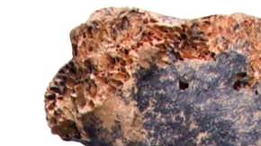 Se trata de la primera ave de semejante tamaño encontrada en suelo europeo.