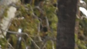 La Policía de Beverly HIlls patrulla una de las zonas más exclusivas del Sur de California.