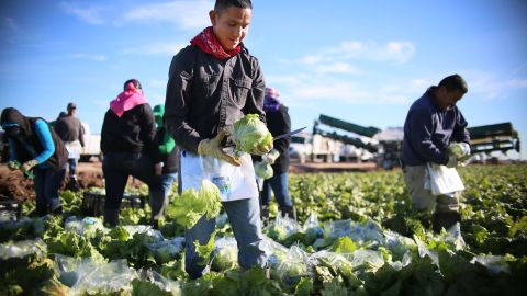 Trabajadores agrícolas cosechan lechuga en un campo fuera de Brawley, California, en el Valle Imperial.