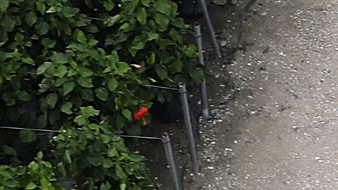 En Florida hay al menos 40,000 trabajadores agrícolas inmigrantes.