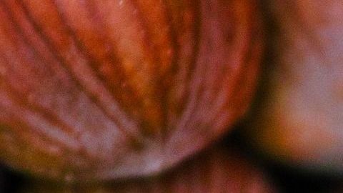 hazelnuts-3752184_1920