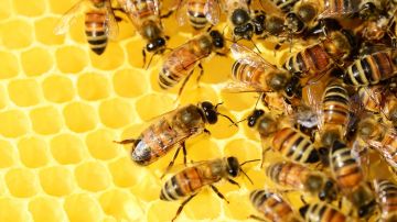 La miel tiene un poderoso efecto inhibidor de múltiples especies de bacterias, hongos y virus.