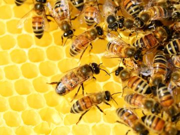 La miel tiene un poderoso efecto inhibidor de múltiples especies de bacterias, hongos y virus.