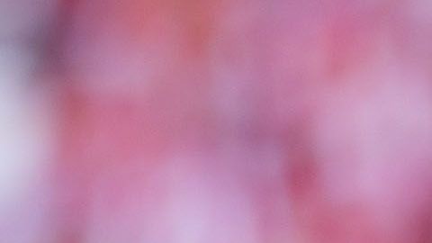 Paolo Guerrero. / Foto: Imago7
