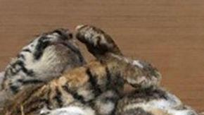 Así hallaron a los siete tigres congelados.