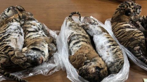 Así hallaron a los siete tigres congelados.