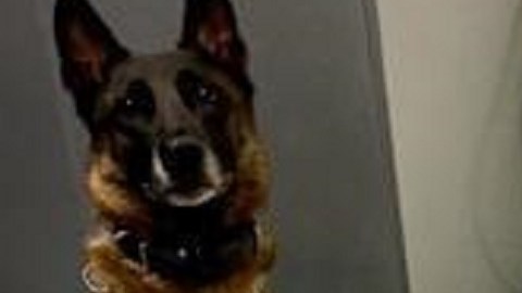 En la últimas semanas, "Jax" ayudó en operativos contra el narco.