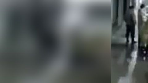 Se cree que el animal fue atraído por el olor a pescado.