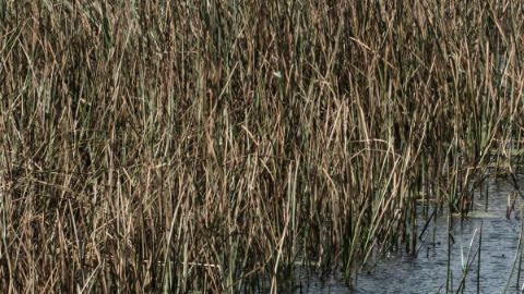 En algunos de estos países la esperanza de vida no llega ni a los 60 años.
