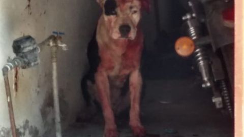 El perro quedó lleno de sangre tras atacar el menor.
