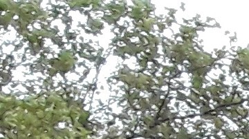 Siguen las protestas para exigir el despido del policía involucrado en la muerte de Eric Garner