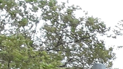 Siguen las protestas para exigir el despido del policía involucrado en la muerte de Eric Garner