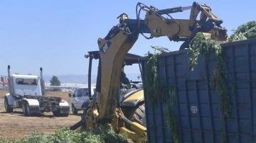 En el operativo se confiscaron 47.939 plantas de marihuana.