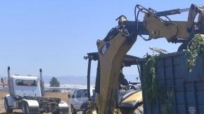 En el operativo se confiscaron 47.939 plantas de marihuana.