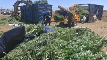 En el operativo se confiscaron 47.939 plantas de marihuana.