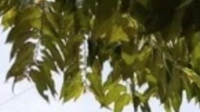 Las autoridades investigan la zona del crimen, donde un niño de 12 años perdió la vida.