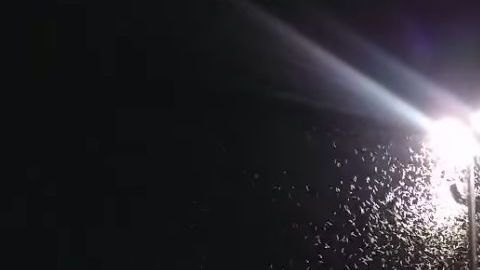 Las redes sociales se llenaron de videos de los invasores.