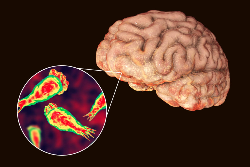 La ameba come-cerebros se encuentra naturalmente en cuerpos de agua.