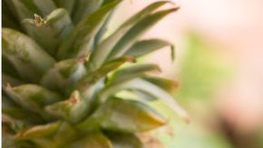 La piña es una excelente fuente de antioxidantes, agentes que previenen el envejecimiento prematuro.