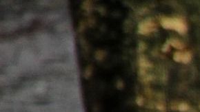 Los tigres estuvieron jugando por más de media hora con el cuerpo del domador.