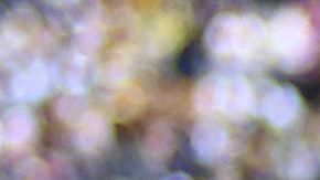 Los Pumas de la UNAM arrancaron a tambor batiente el Apertura 2019