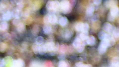 Los Pumas de la UNAM arrancaron a tambor batiente el Apertura 2019