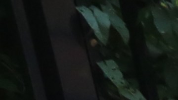 Concejal Fernando Cabrera con Donny Nordlich de Hundai y Susan Auriemma de Kids and Cars anuncia la nueva legislacion para prevenir mas muertes de chicos olvidados en carros en el calor.