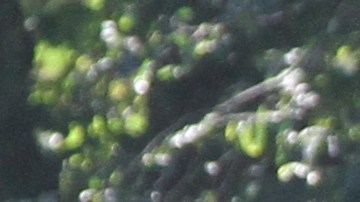 Las biicicletas y los turistas mas los corredores circulan en el Central Park.