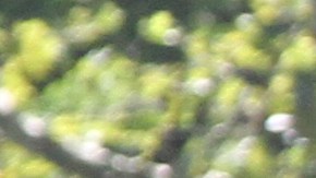 En puntos críticos el "choque" entre corredores y pedalistas es rutina.