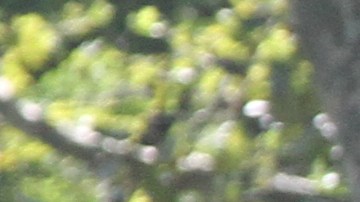 En puntos críticos el "choque" entre corredores y pedalistas es rutina.