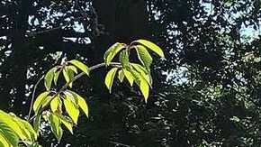 0_PAY-Gemma-Downeys (1)