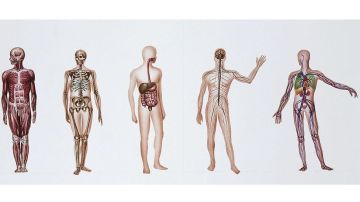¿Qué sucede cuando un cuerpo es donado a la ciencia médica?