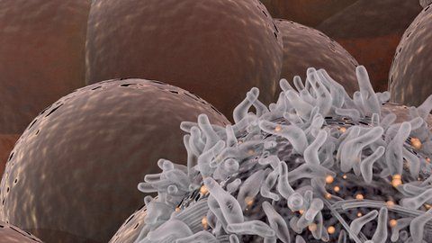 Algunas células se vuelven sordas a las señales de control de nuestro organismo.