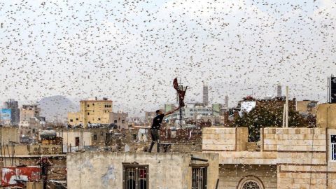 Saná, capital de Yemen, fue invadida por langostas en julio.