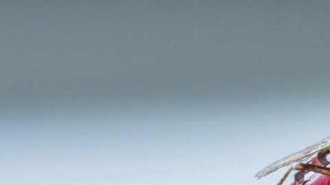 La malaria o paludismo se trasmite por picaduras de mosquito.