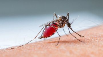 La malaria o paludismo se trasmite por picaduras de mosquito.