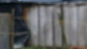 Productores de banano de Colombia aseguran que la calidad de su producto está garantizada.