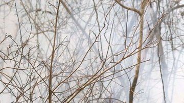 Un incendio ha afectado en Bolivia en la Chiquitanía.